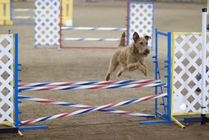 Sports | Agility canine